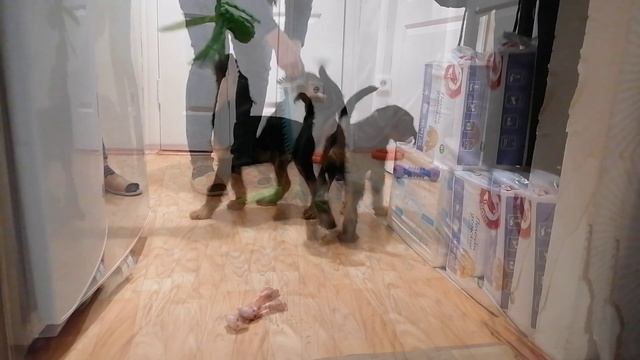 lv_0_20250517154742.mp4