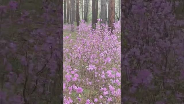 Багульник цветет
Иркутская область