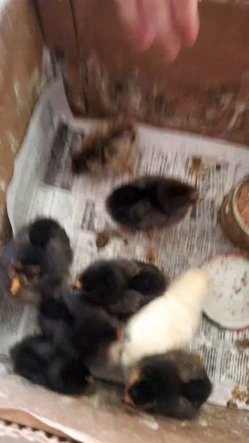 VID-20250515-WA0001.mp4