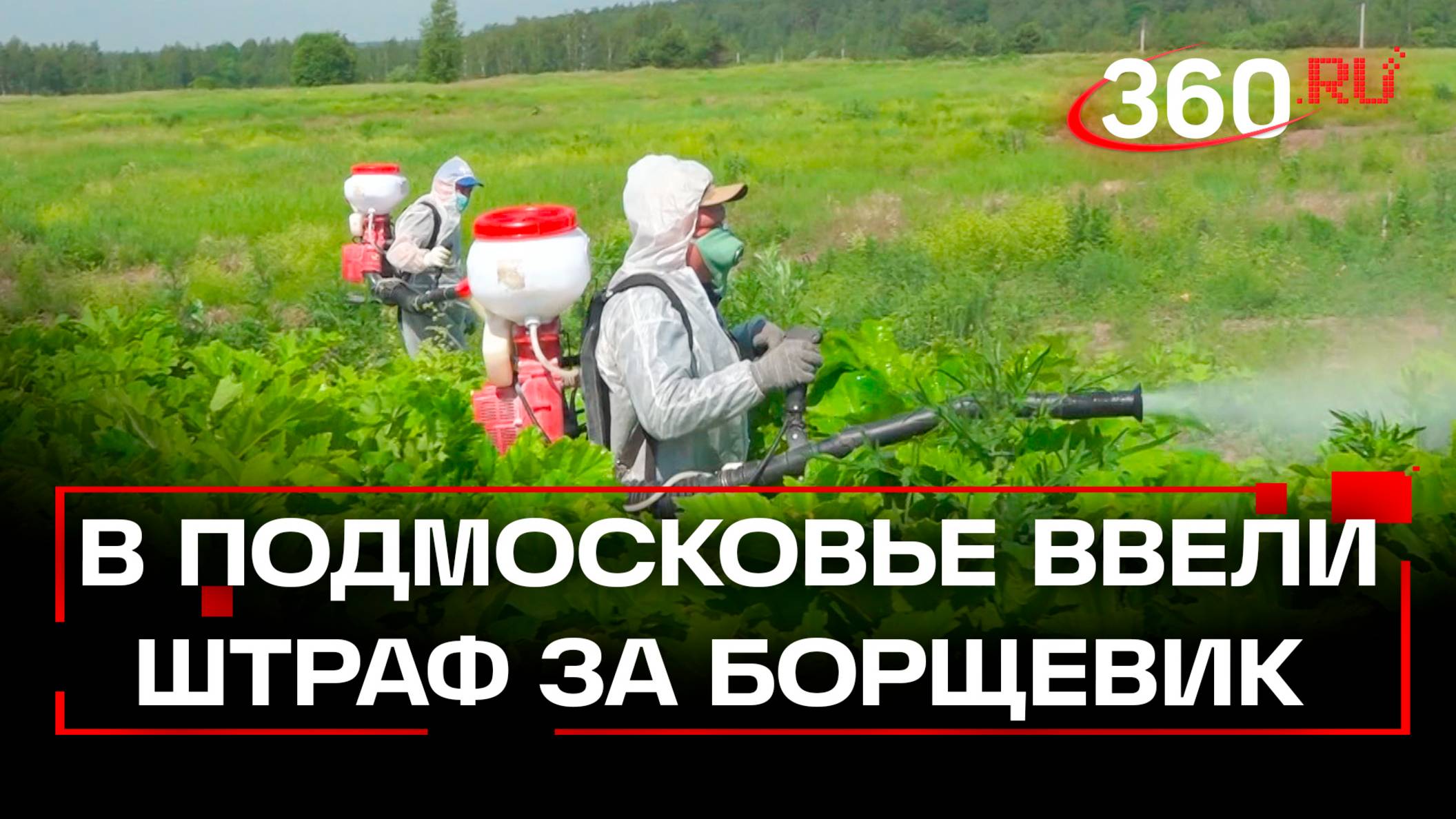 5 тыс. рублей за борщевик: новый закон приняли в Мособлдуме
