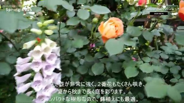 сады 🌺🌺🌺