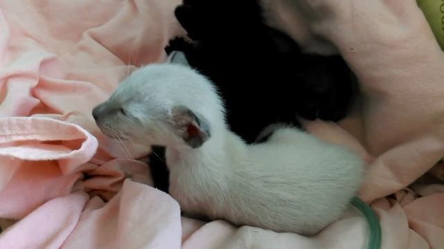 Маленькие котятки (несколько дней)
