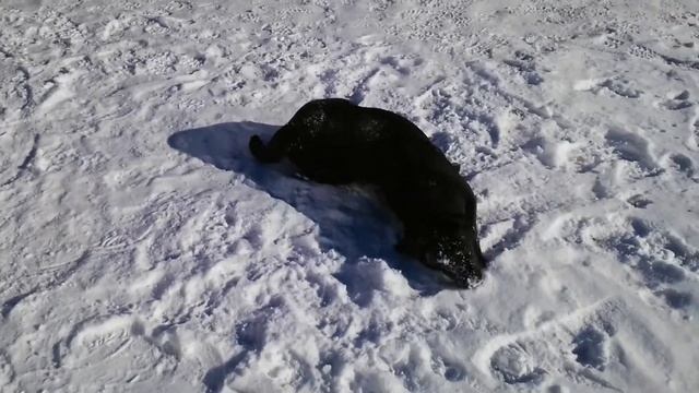 Шоколадная девочка лабрадор купается в снегу. Chocolate labrador girl bathes in the snow.