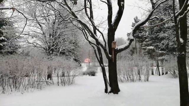 2023.12.02. Погода Петербург. 14:00. - 6°. Сугробы. День фортуны.