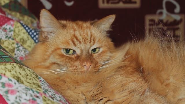 КОТЫ ПРИДУМАНЫ ПРИРОДОЙ