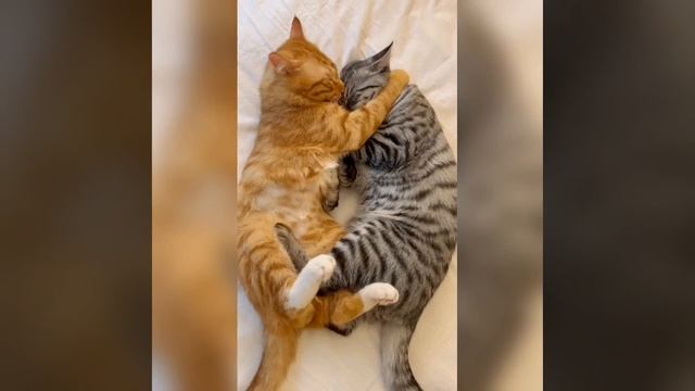 Наш TG https://t.me/liveofcats
