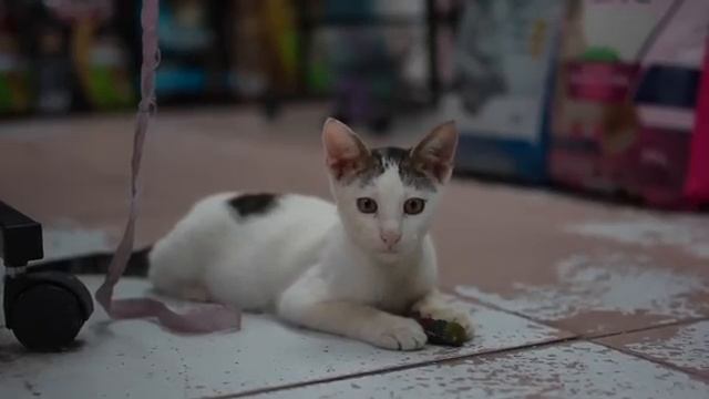 Кошки Стамбула и звуки природы (2024 год)