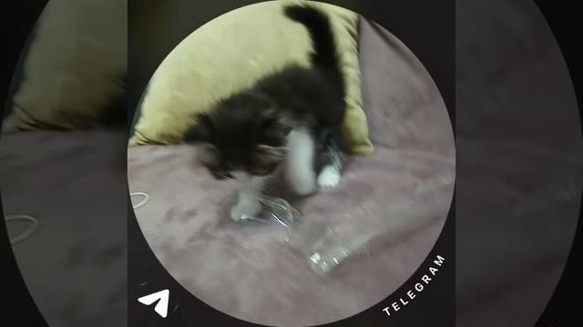 И ещё одна малышка уехала в свою семью!
Порадуемся за малышку 😍💗💖