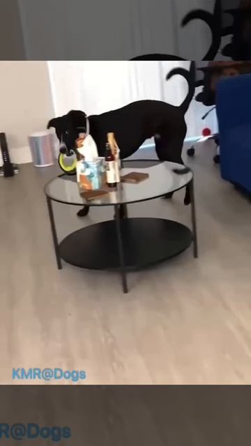 Осторожно! Моя собака сдаёт назад😂🔈 ( видео про собак )