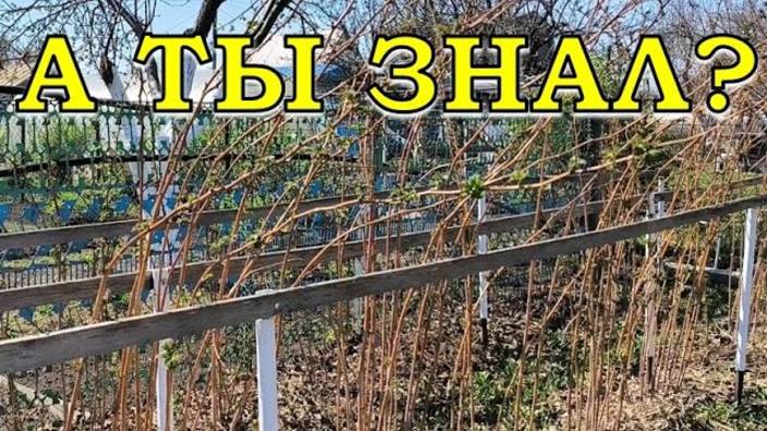 МАЛИНА - первые действия ВЕСНОЙ! Вы не знаете про ЭТО!
