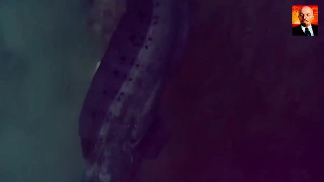 Волчий Угорь - подводный монстр из глубин океана. Угревидная зубатка. Фантастиче