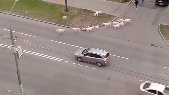 🐐Бутовские козы, которые прут как бараны через дорогу🐐