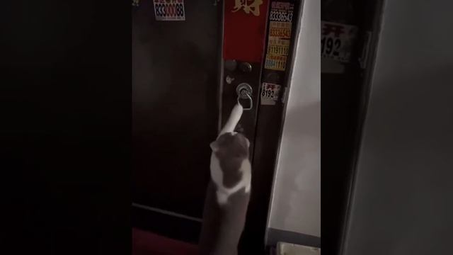 Коты.mp4
