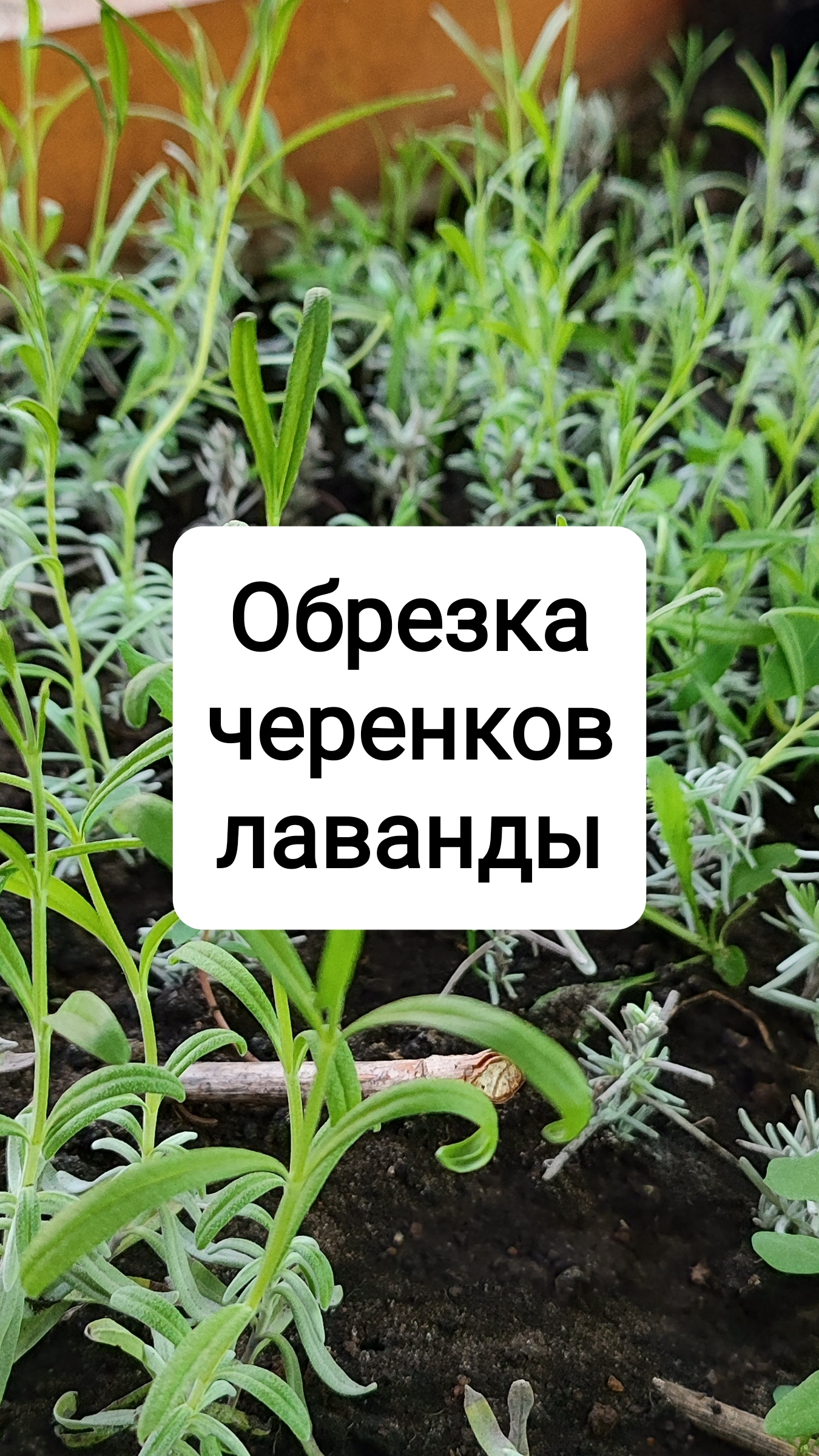 Обрезка черенков лаванды