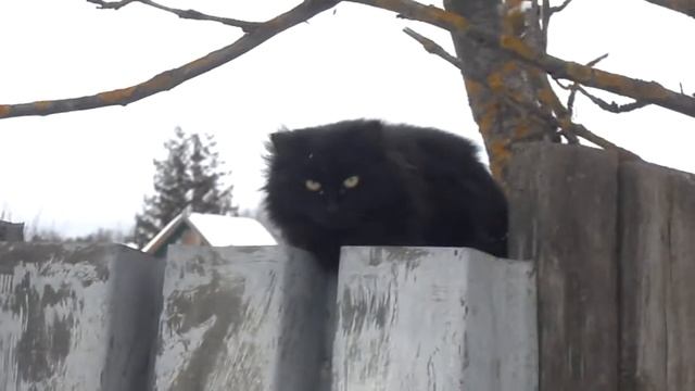 Только чёрному коту и не везёт! #ГужевTV