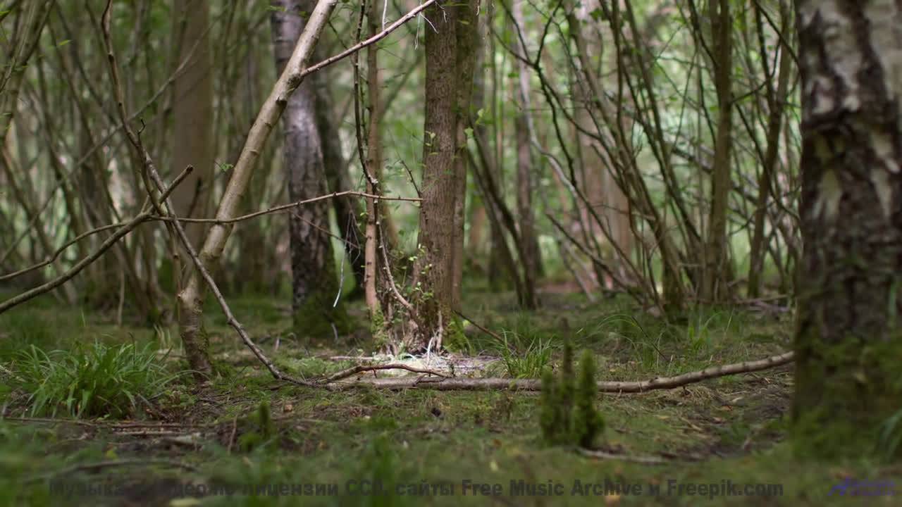 Мелодия превращает поля в магические пространства - Clarity -- Ryan Andersen -- Pop Music