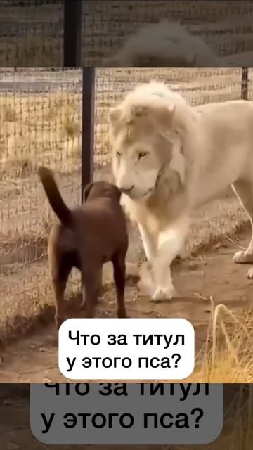 Что за титул у этого пса🤔