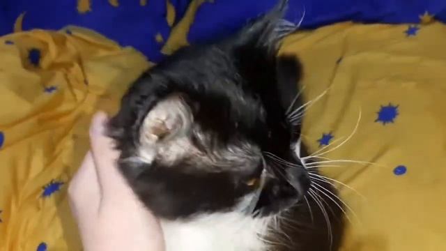 ДОБРЫЙ ВЕЧЕР ! КТО ТУТ НЕ СПИТ. СМЕШНЫЕ КОТЫ ПРИКОЛЫ