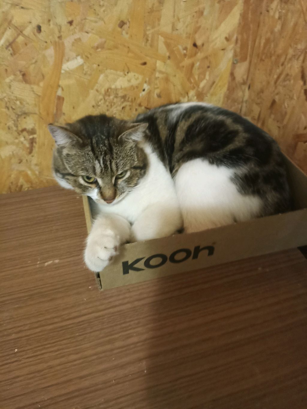 ночной стрим