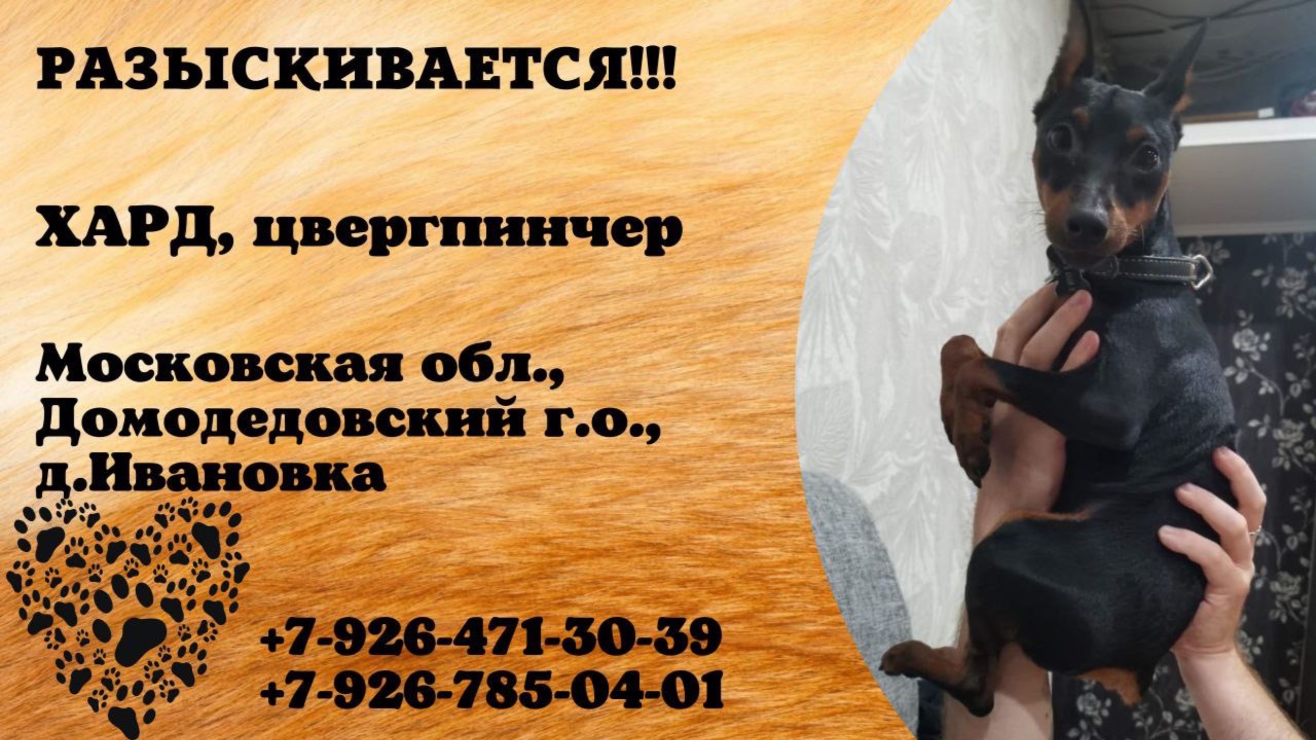 Пропала собака! ХАРД, цвергпинчер. Московская обл., Домодедовский г.о., д.Ивановка.