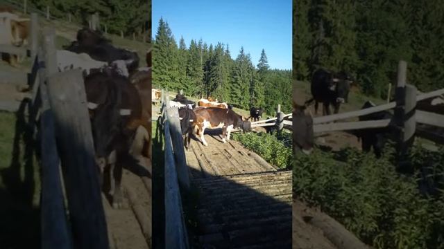 Полонина діл