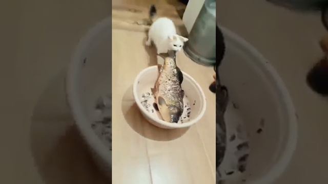 Так чем нам тут полакомиться😋😽