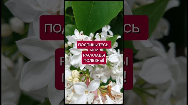 #гадание #будущее #таро