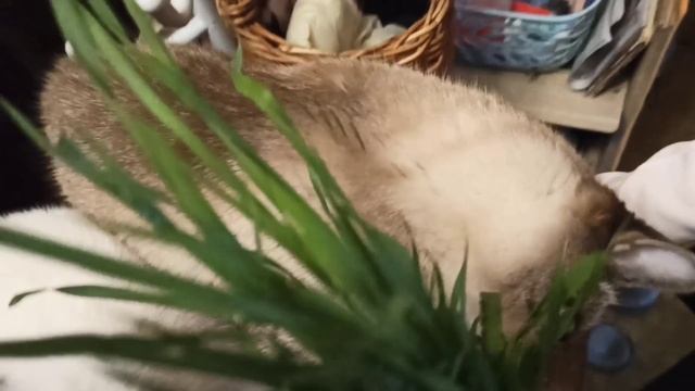 Смешные коты, (ч2)