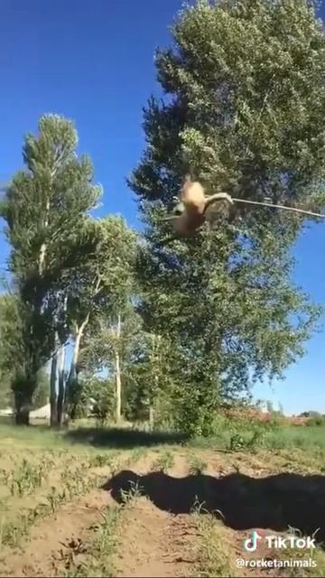 Крутой прыжок собаки