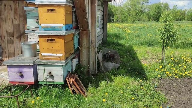 17 Мая первый рой. Из улья в улей.