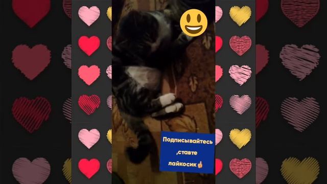 Типуля  играется с тапочком)))