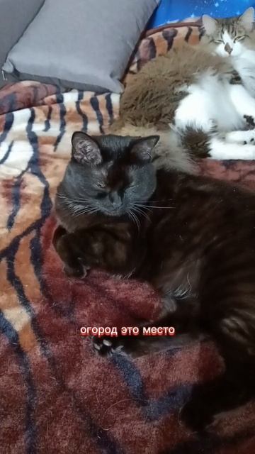огород - это место, где... 🤣 Озвучка кошек.