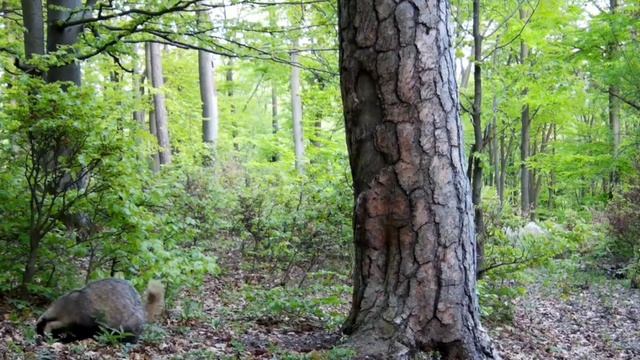 Барсуки видео фотоловушки