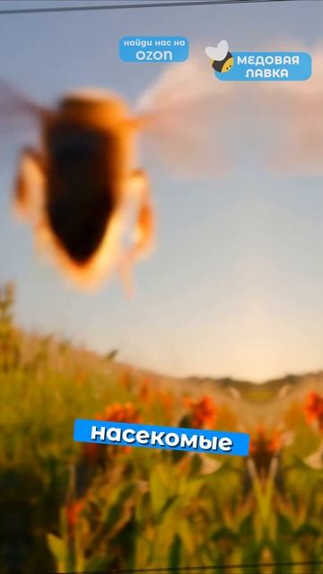 Биологические часы пчёл?!🍯🐝#пчелы #факты #здоровье #мёд #пчеловодство #топ #еда #рек #интересно