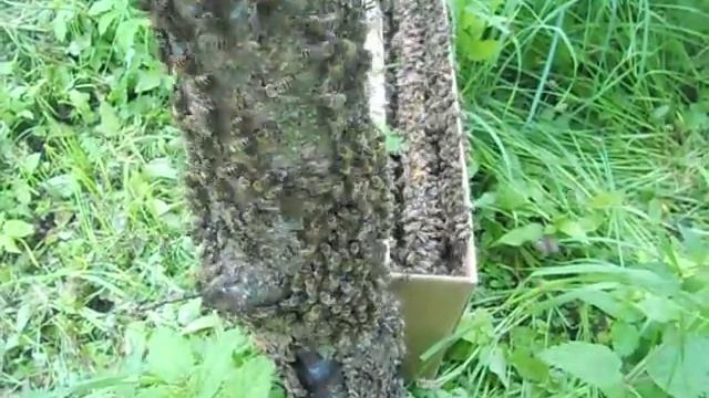 Рой-первак 23 июля (часть 6 из 6)