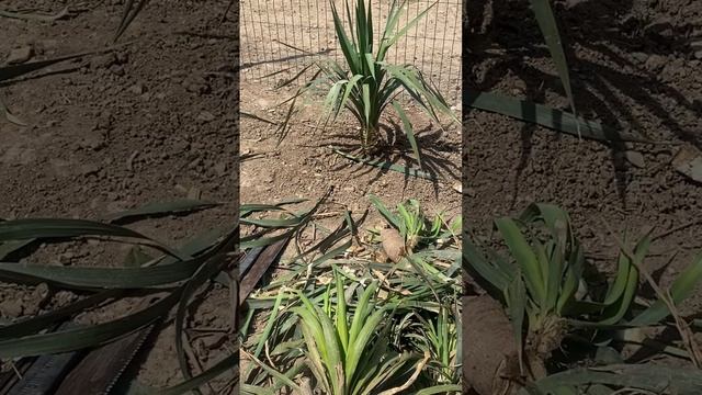 Что растет в выгуле у кур