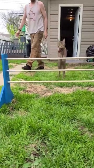 Animal Jump Fails! 🐾🤣 Epic Miscalculations!