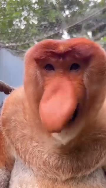 А ваш так умеет?😄