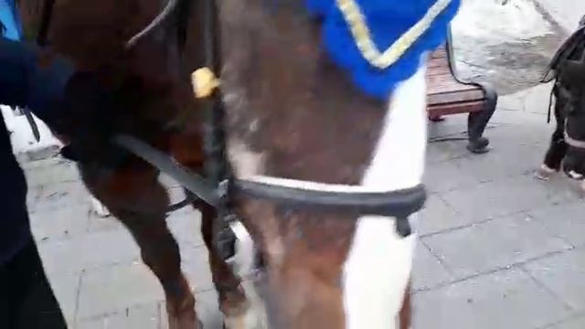 Зимнее видео