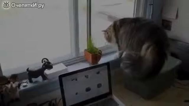 Кошачья отака