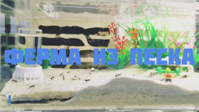 Муравьиная ферма из песка своими руками
