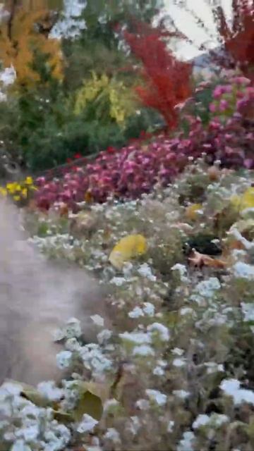 Готовый парень померанский шпиц 4 месяца