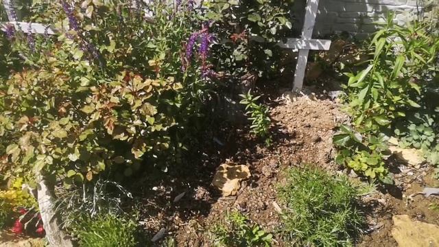 Разгружаю клумбу: пересадка шалфея и ясколки