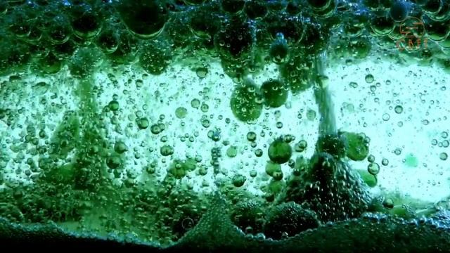Солнечный Комплекс- Зеленая клетка дикоросов Алтая, универсальный код жизни!