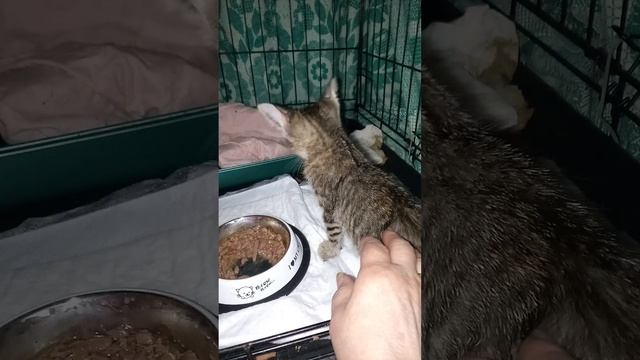 Оттаивает сиротинушка-  котенок из коробки,которого обижали взрослые котики. Начал играть  .