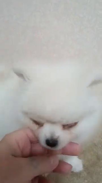 шпицы