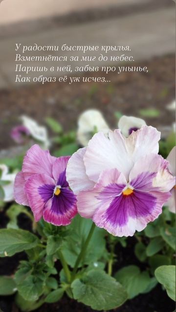 17.05.25 АЗ #ниднябезрифмы