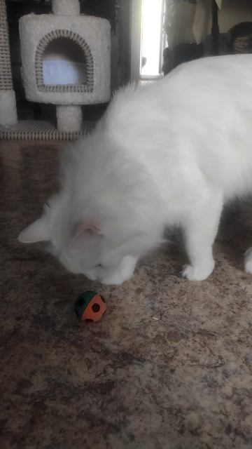 Как говорил кот Степан (1)  #cat #юмор #цитаты #шуточное #мемы #кот #приколы  #spartanagera #shorts