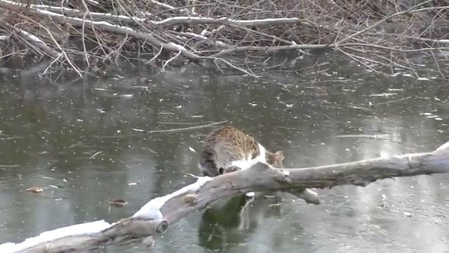 Первый лед . Зимняя рыбалка , окуни на балду и удочки с мормышкой. Кот на рыбалке.  My fishing