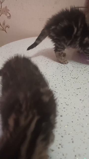 Котята